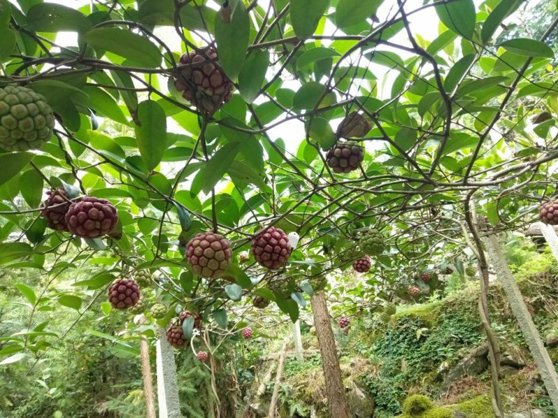 黑老虎水果