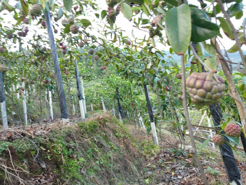 黑老虎水果
