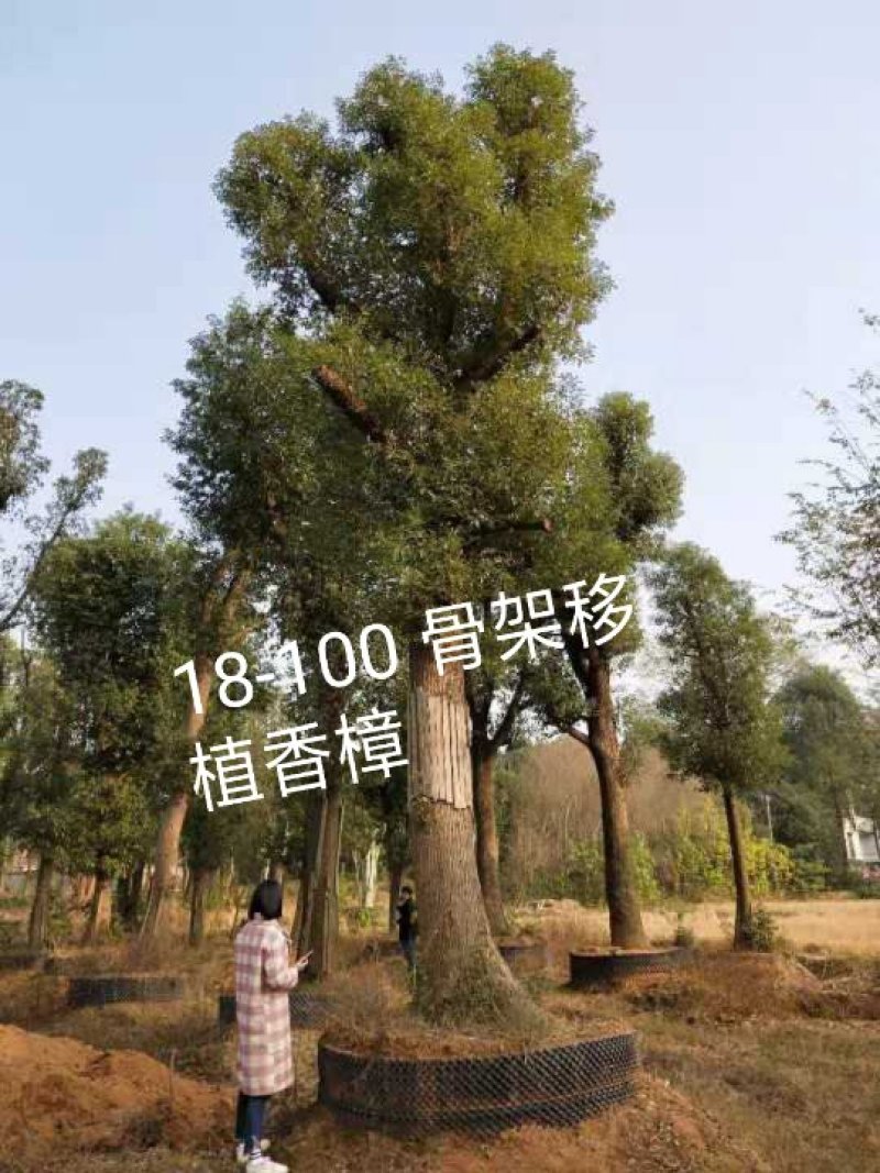 丛生朴树多杆朴树多头朴树骨架移植朴树发帽朴树