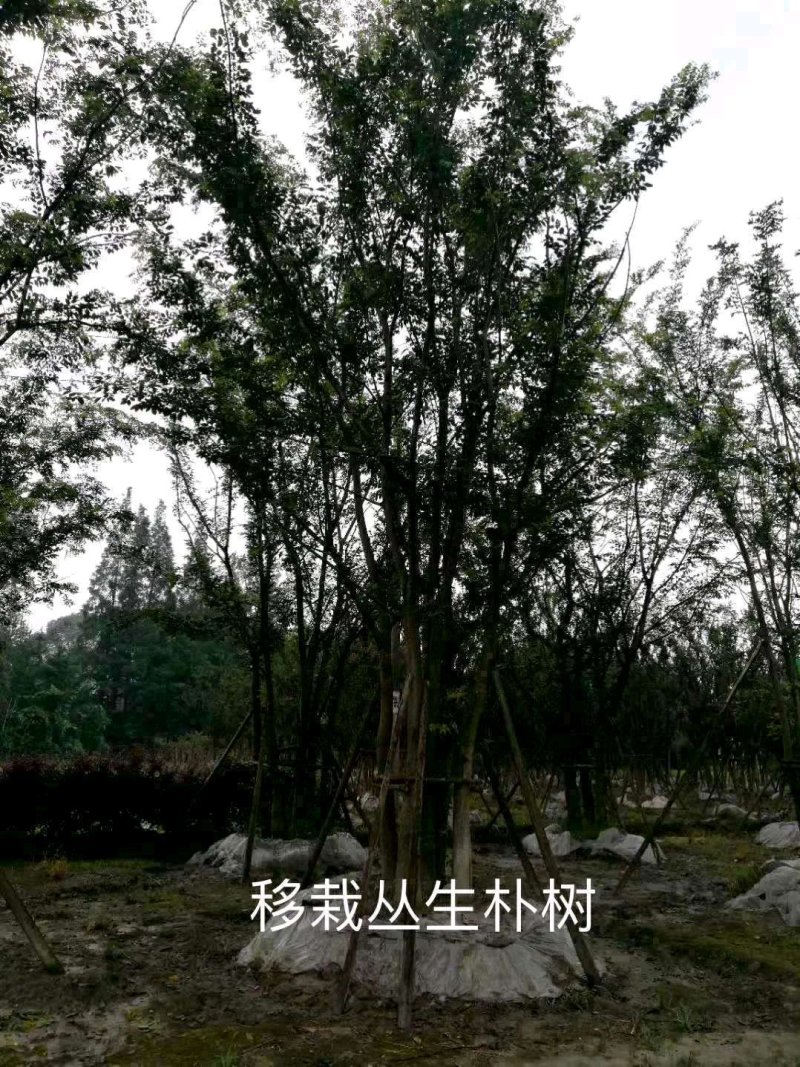 丛生朴树多杆朴树多头朴树骨架移植朴树发帽朴树