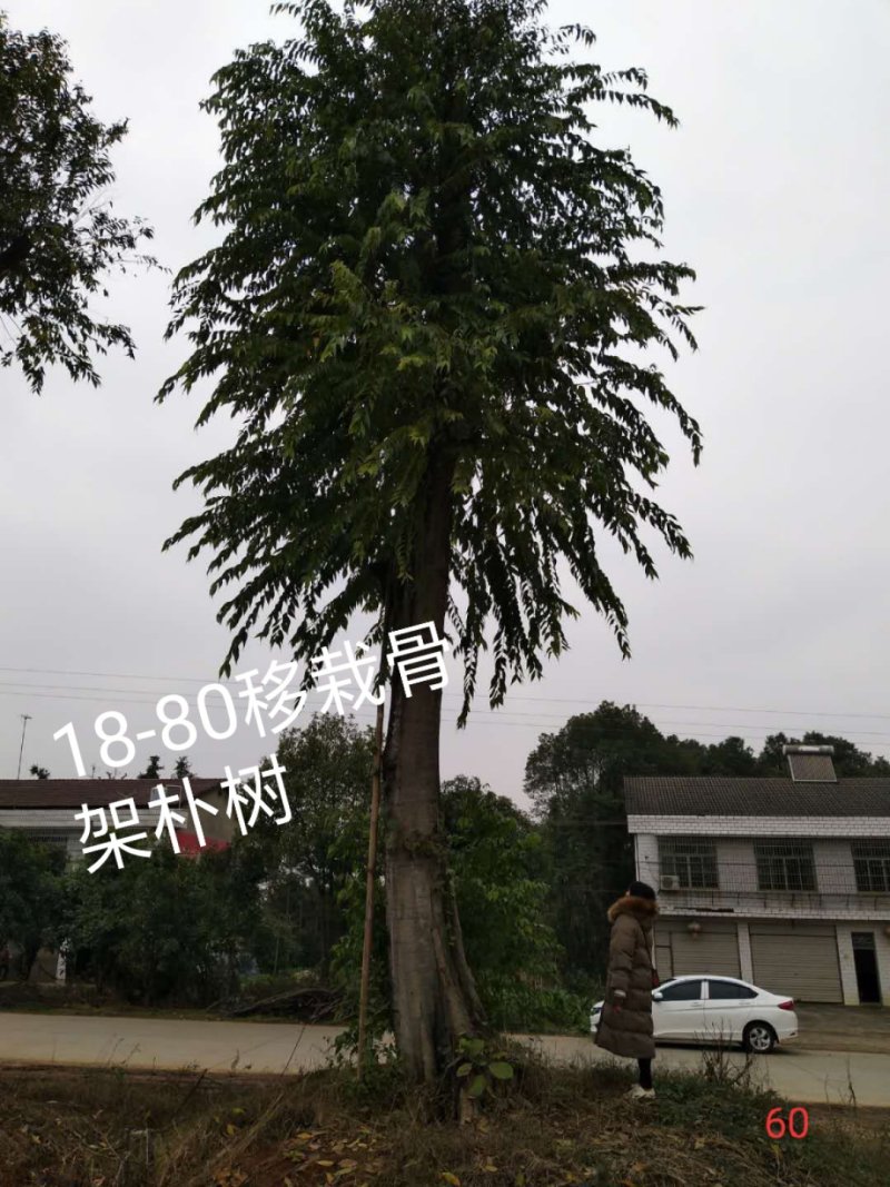 丛生朴树多杆朴树多头朴树骨架移植朴树发帽朴树