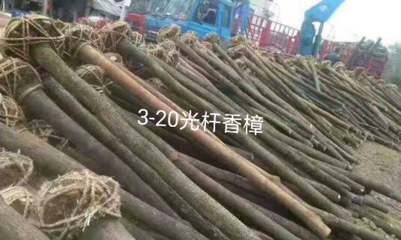 丛生朴树多杆朴树多头朴树骨架移植朴树发帽朴树