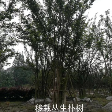 丛生朴树多杆朴树多头朴树骨架移植朴树发帽朴树