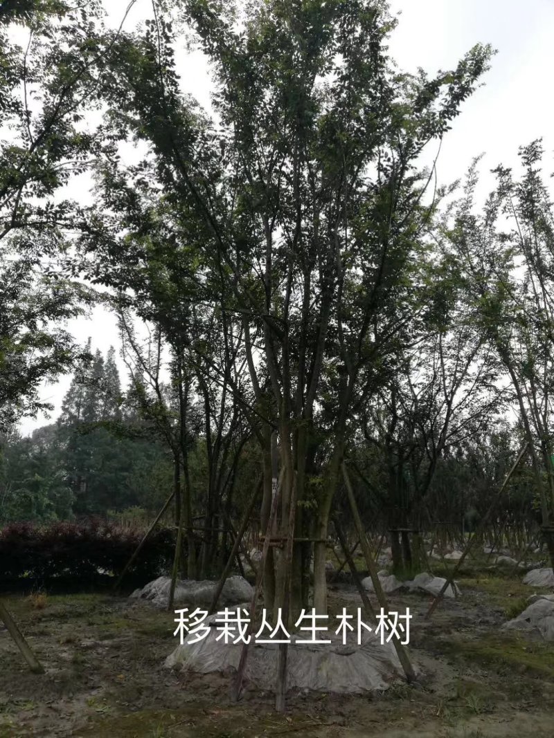 丛生朴树多杆朴树多头朴树骨架移植朴树发帽朴树