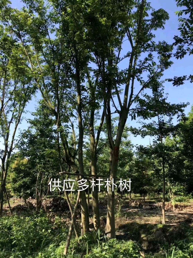 丛生朴树多杆朴树多头朴树骨架移植朴树发帽朴树