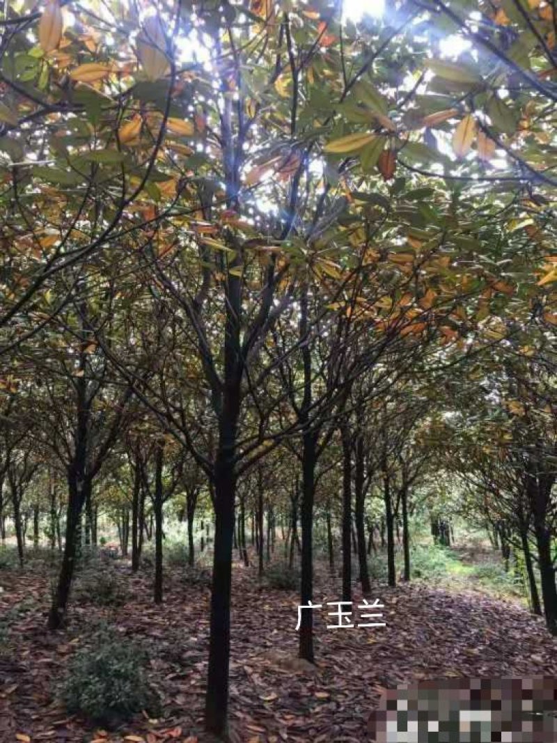 丛生朴树多杆朴树多头朴树骨架移植朴树发帽朴树