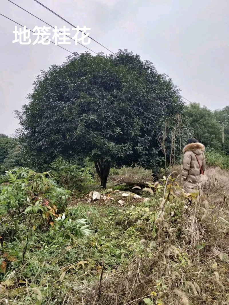 丛生朴树多杆朴树多头朴树骨架移植朴树发帽朴树