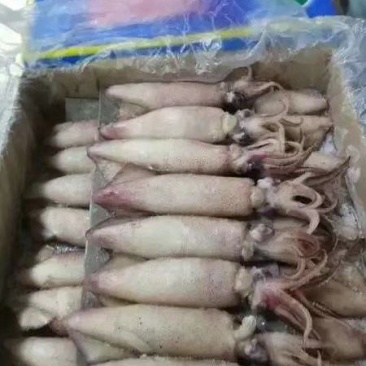 籽乌