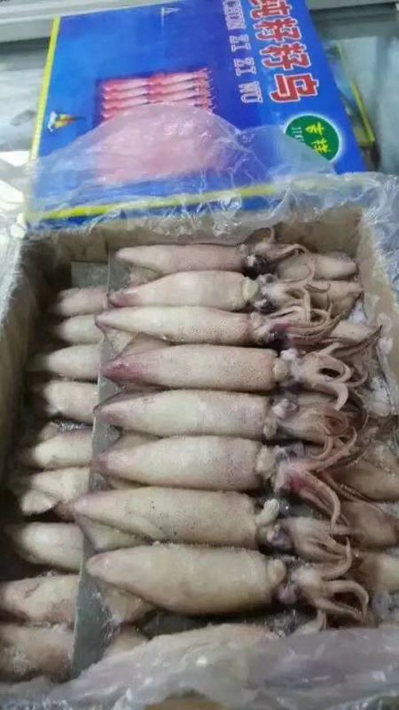 籽乌