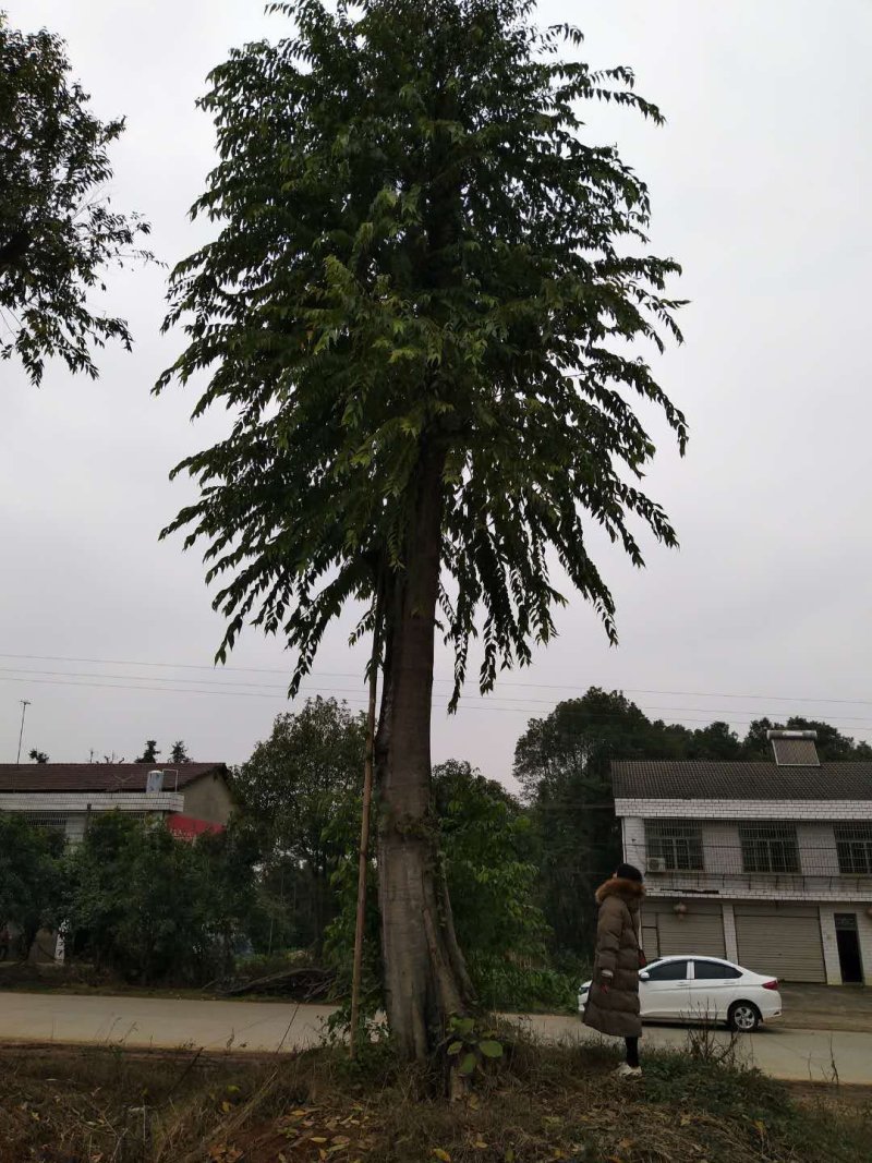 多杆朴树单杆骨架移植朴树全冠移栽朴树