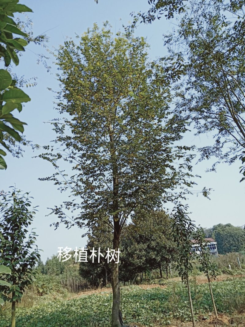 多杆朴树单杆骨架移植朴树全冠移栽朴树