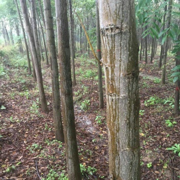 栾树