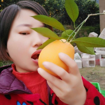 纽荷尔，夏橙，产地直销