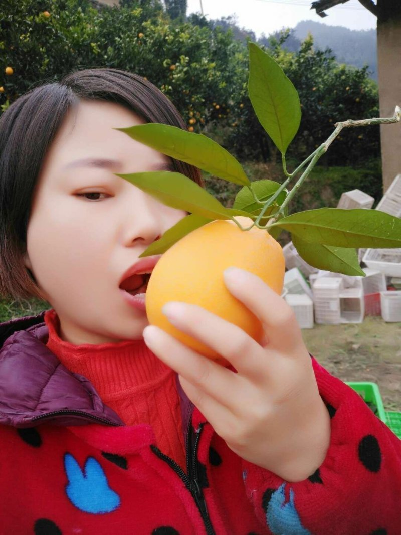 纽荷尔，夏橙，产地直销