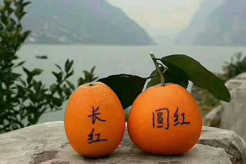 纽荷尔，夏橙，产地直销