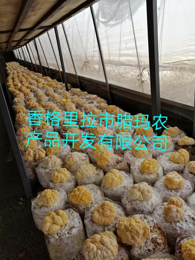 金耳开始黄了嘿嘿😁弟3天啦