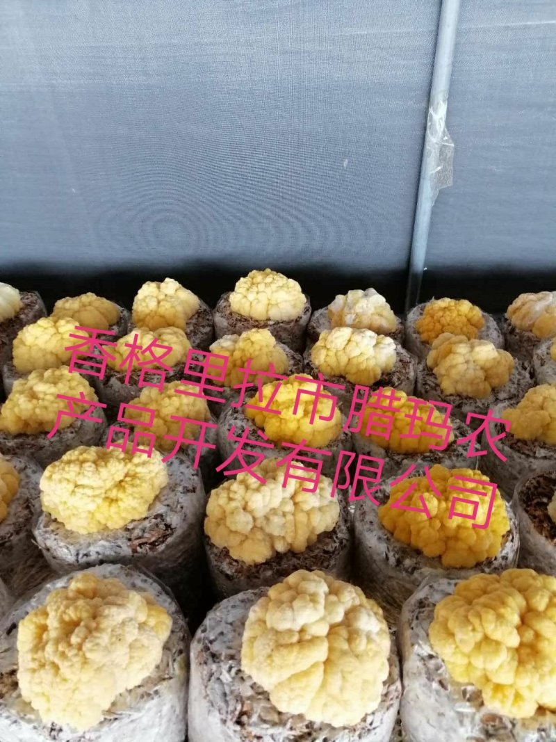 金耳开始黄了嘿嘿😁弟3天啦