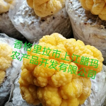 金耳开始黄了嘿嘿😁弟3天啦