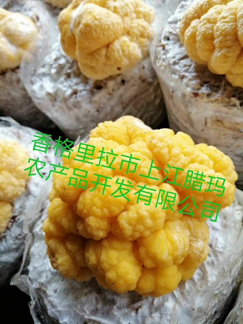 金耳开始黄了嘿嘿😁弟3天啦