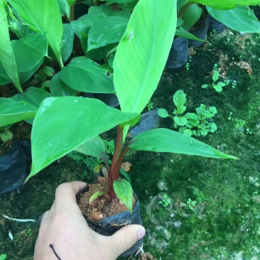 香蕉苗，粉蕉，红香蕉