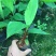 香蕉苗，粉蕉，红香蕉