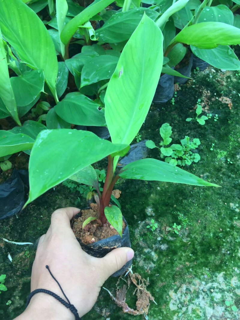 香蕉苗，粉蕉，红香蕉