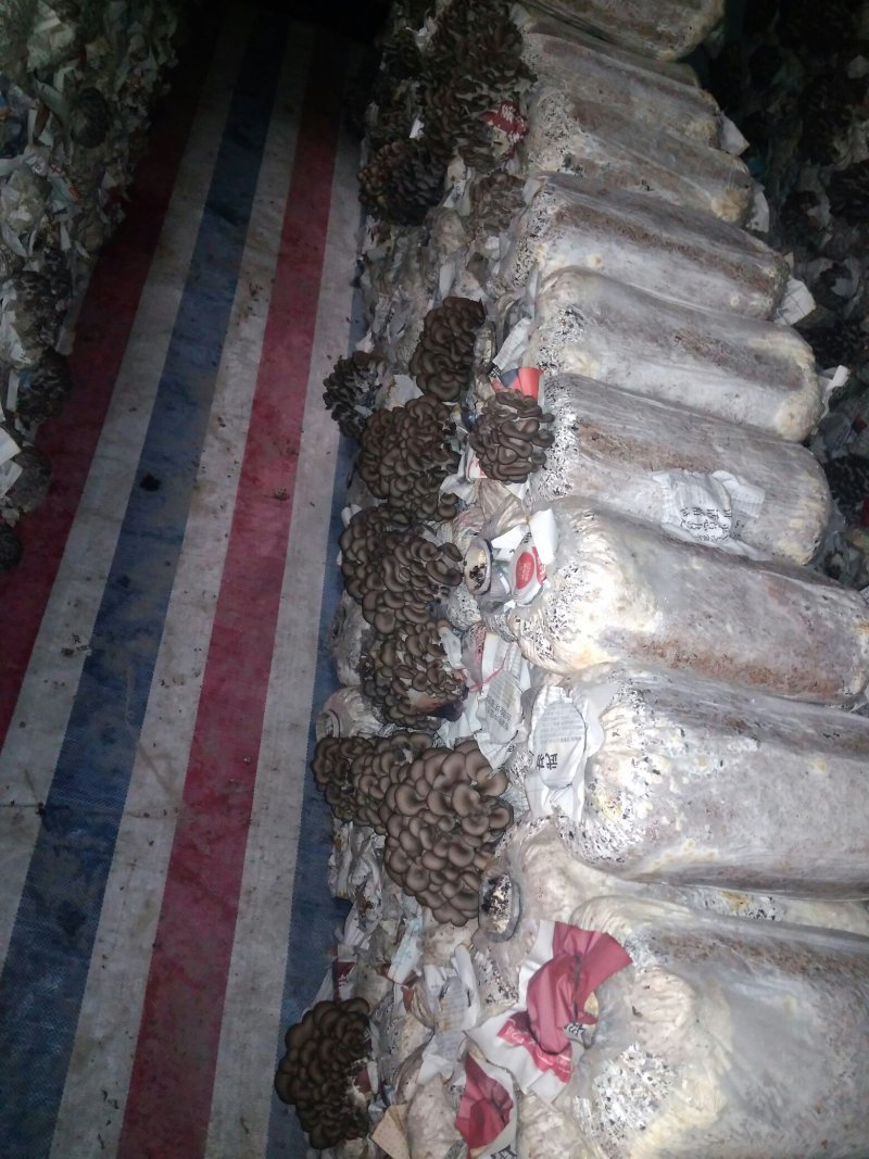 平菇，黑平王，成品菌棒