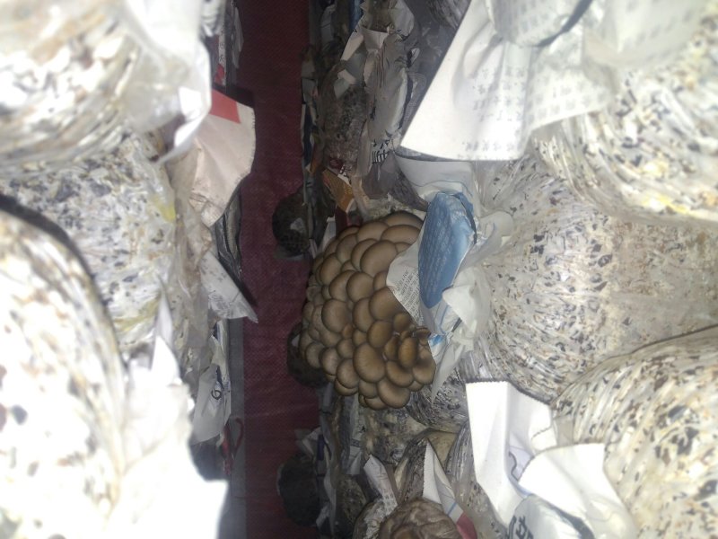 蘑菇成品菌棒