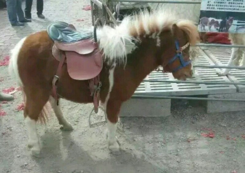 矮马、大马