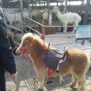 矮马、大马