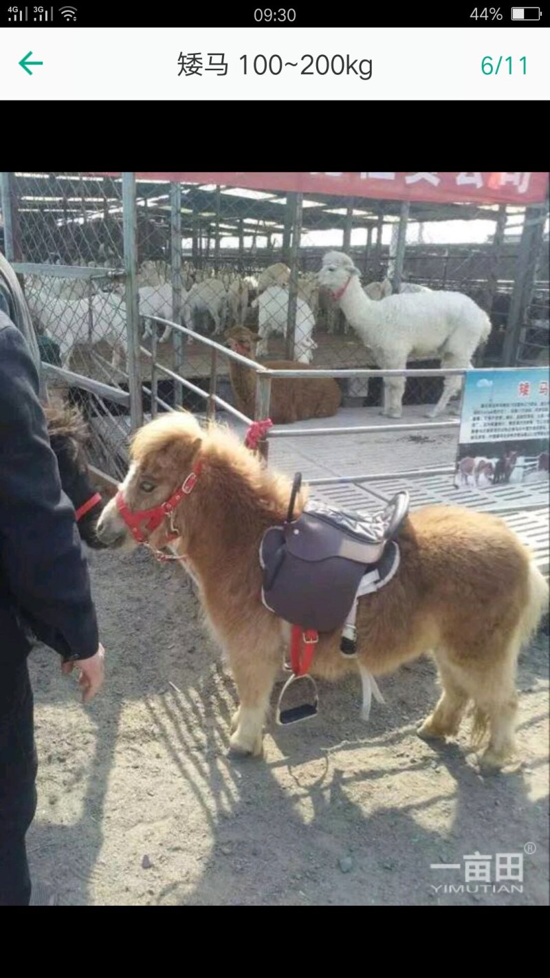 矮马、大马