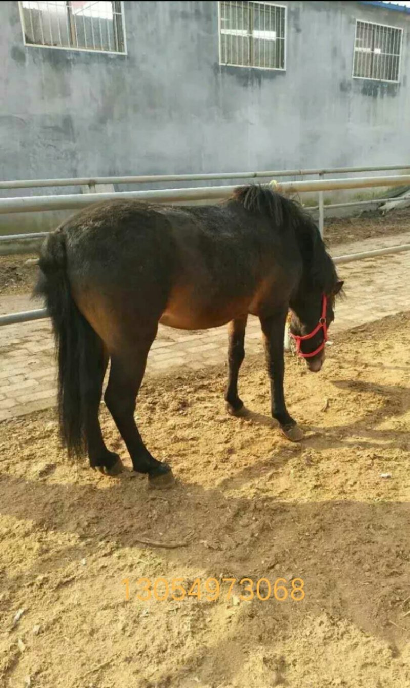 矮马、大马