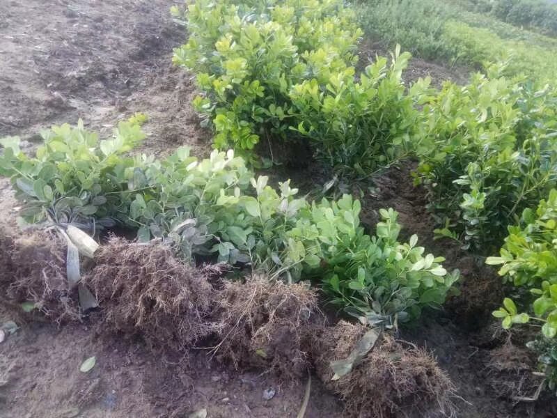 无刺枸骨小苗毛球大杯冠幅一米以上均有180装车