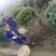 无刺枸骨小苗毛球大杯冠幅一米以上均有180装车