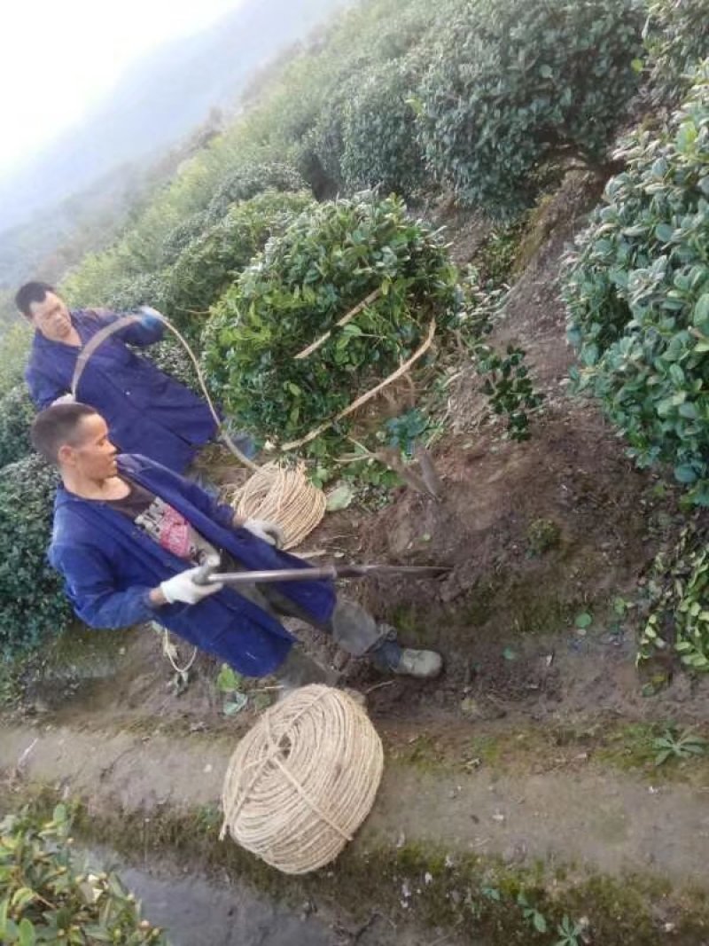 无刺枸骨小苗毛球大杯冠幅一米以上均有180装车