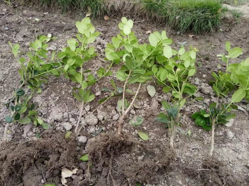 无刺枸骨小苗毛球大杯冠幅一米以上均有180装车