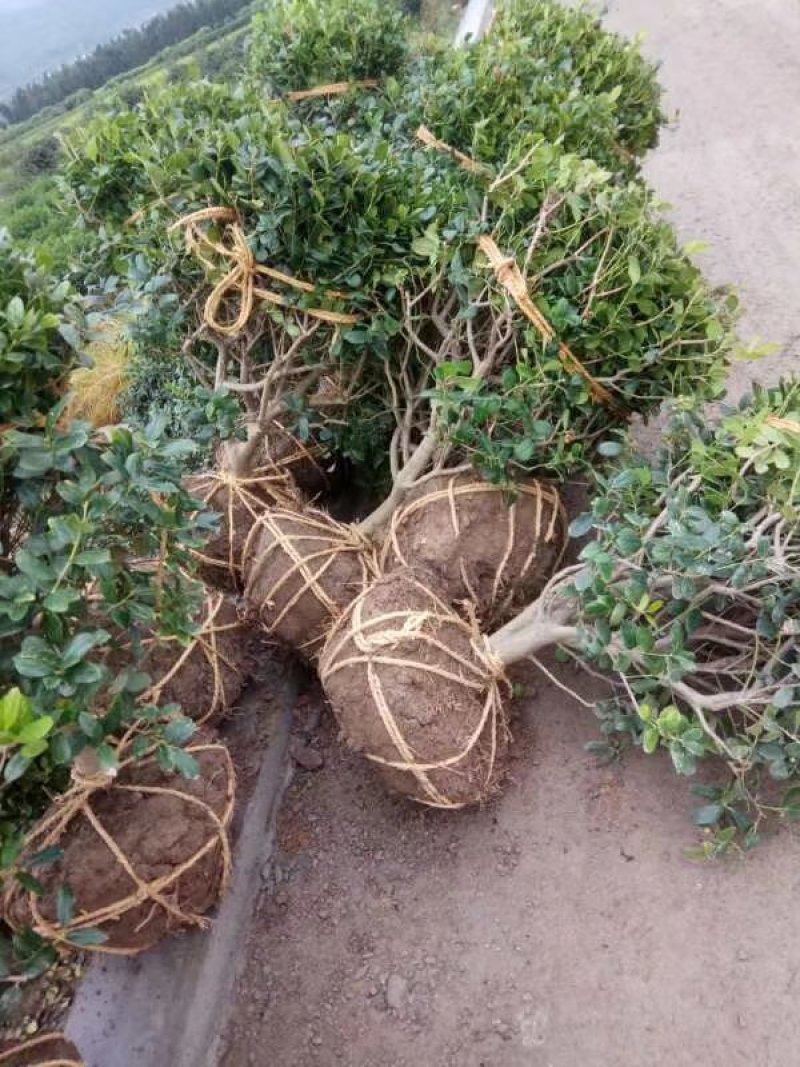 无刺枸骨小苗毛球大杯冠幅一米以上均有180装车