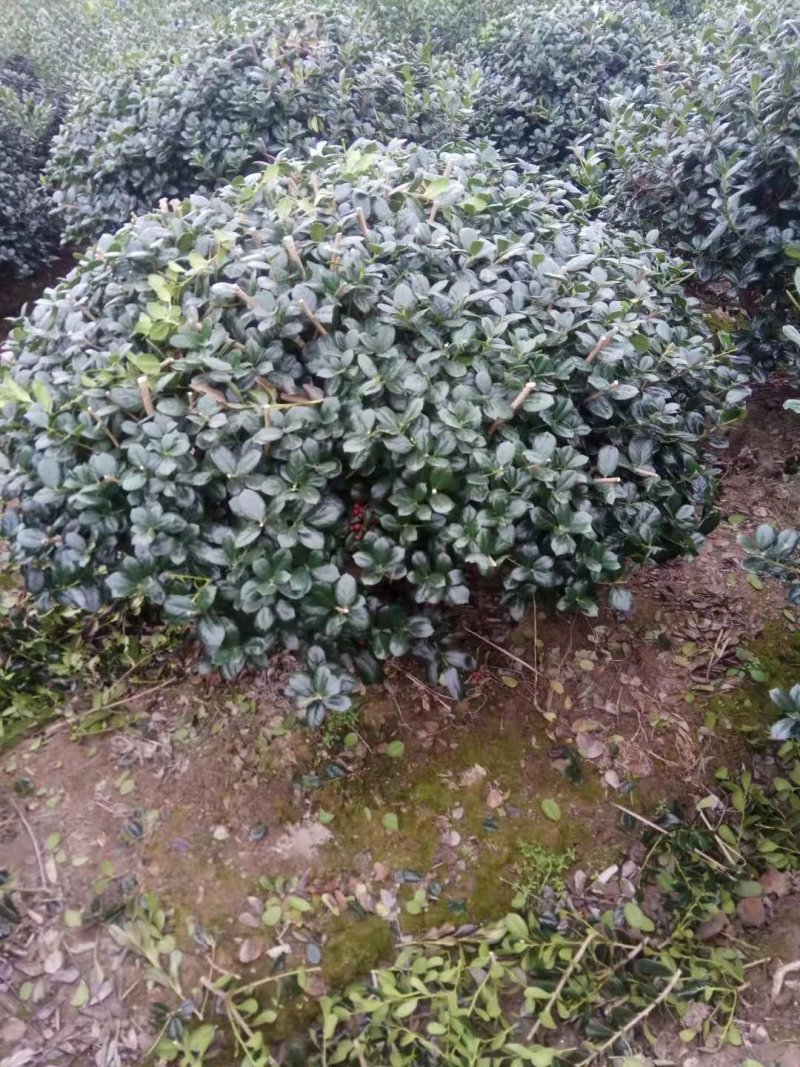 无刺枸骨小苗毛球大杯冠幅一米以上均有180装车