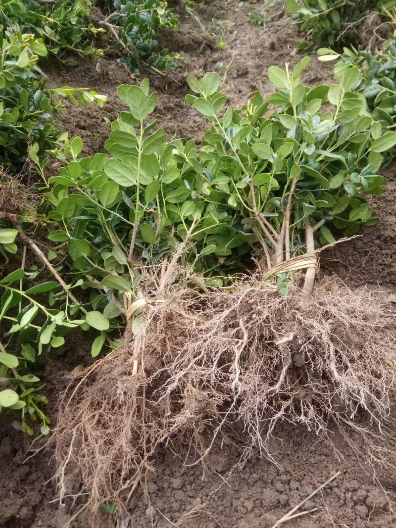 无刺枸骨小苗毛球大杯冠幅一米以上均有180装车