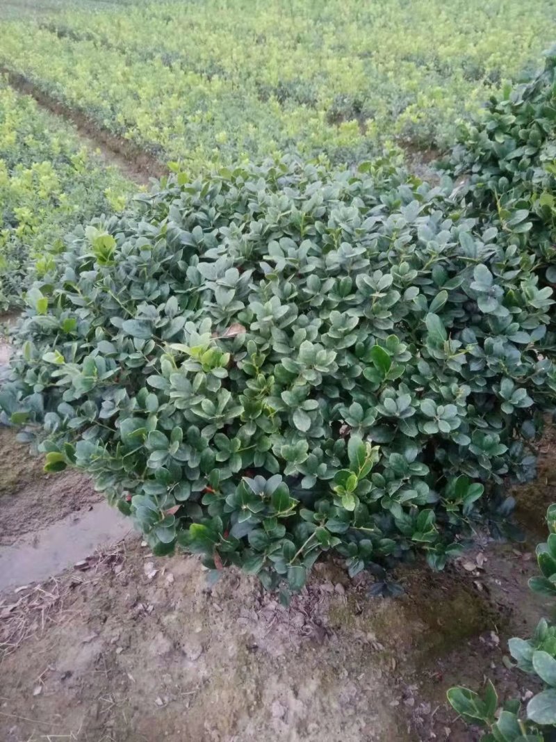 无刺枸骨小苗毛球大杯冠幅一米以上均有180装车