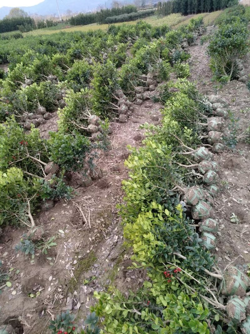 无刺枸骨小苗毛球大杯冠幅一米以上均有180装车