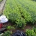 无刺枸骨小苗毛球大杯冠幅一米以上均有180装车