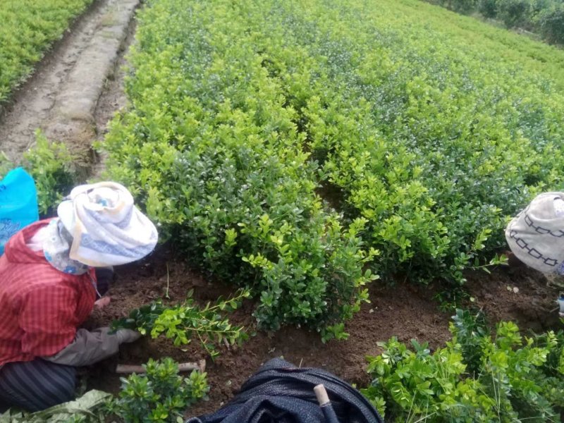 无刺枸骨小苗毛球大杯冠幅一米以上均有180装车