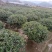 无刺枸骨小苗毛球大杯冠幅一米以上均有180装车