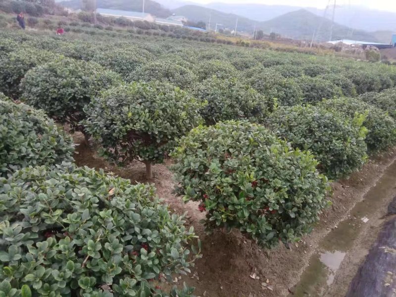 无刺枸骨小苗毛球大杯冠幅一米以上均有180装车