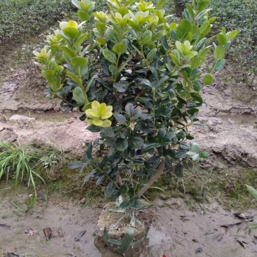 无刺枸骨小苗毛球大杯冠幅一米以上均有180装车