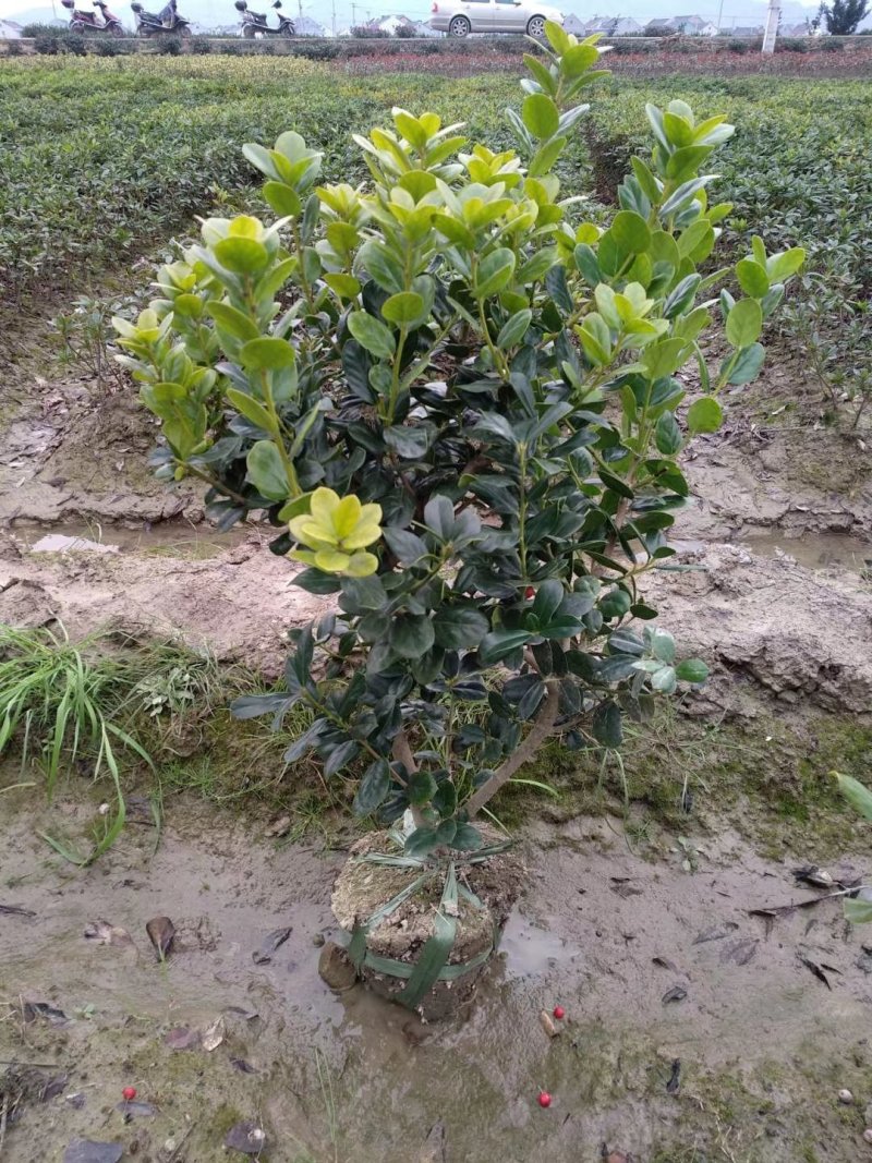 无刺枸骨小苗毛球大杯冠幅一米以上均有180装车