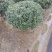 无刺枸骨小苗毛球大杯冠幅一米以上均有180装车