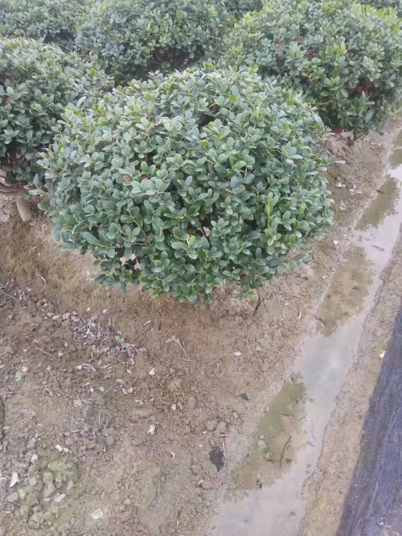 无刺枸骨小苗毛球大杯冠幅一米以上均有180装车