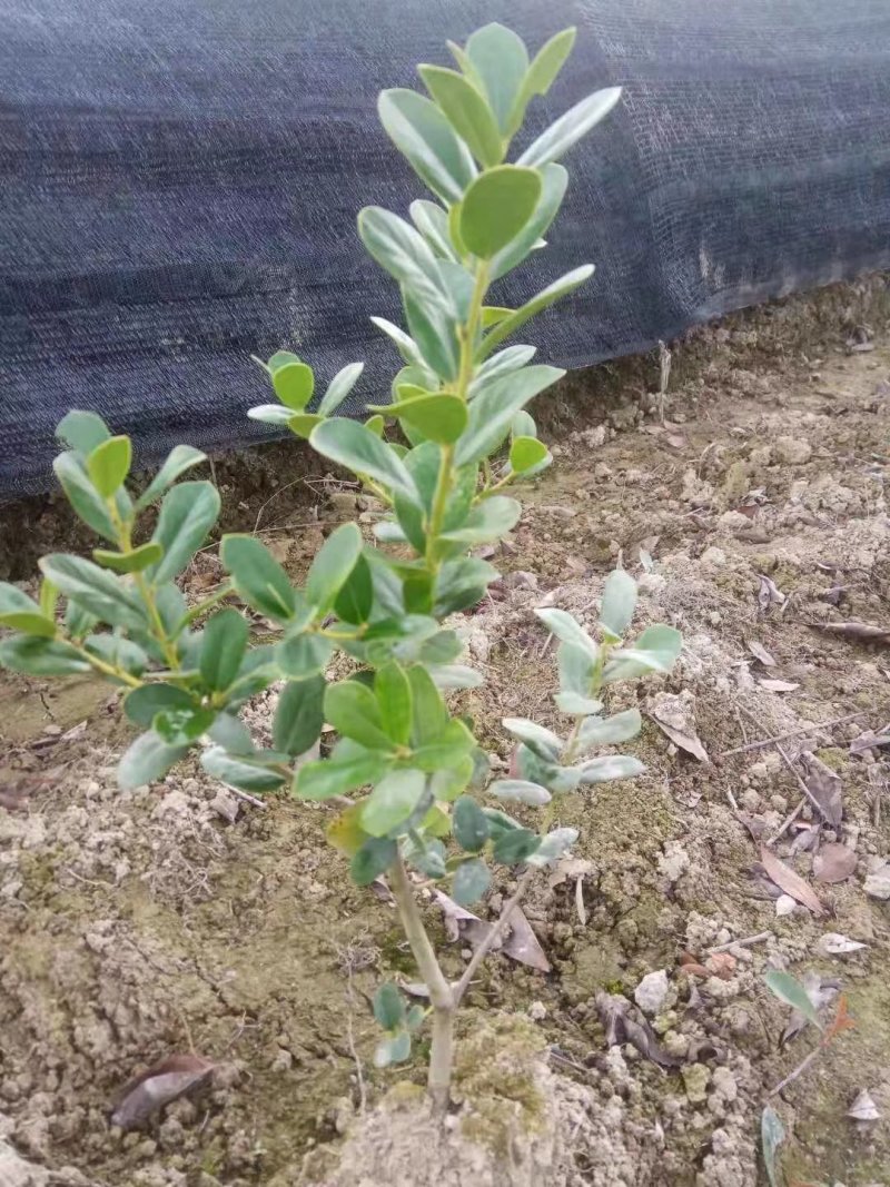 无刺枸骨小苗毛球大杯冠幅一米以上均有180装车